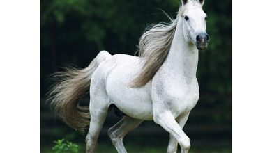 Horses A5 Diary 2027