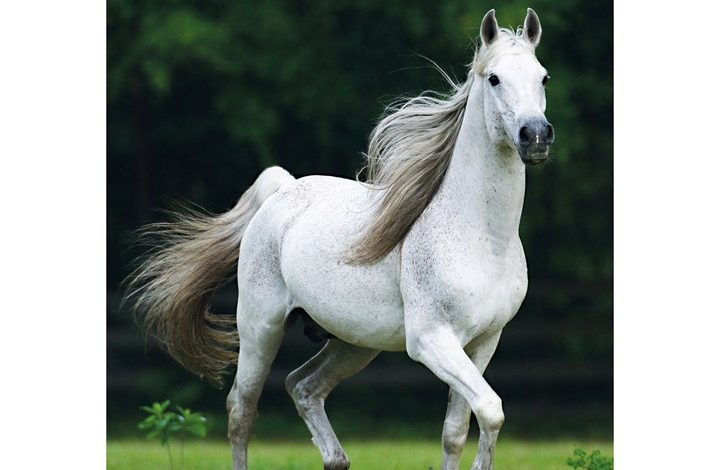 Horses A5 Diary 2027