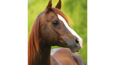 Horses Slim Diary 2027