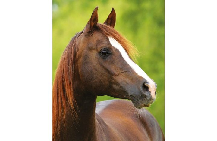 Horses Slim Diary 2027