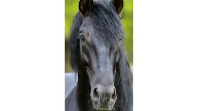 Horses Slim Calendar 2027