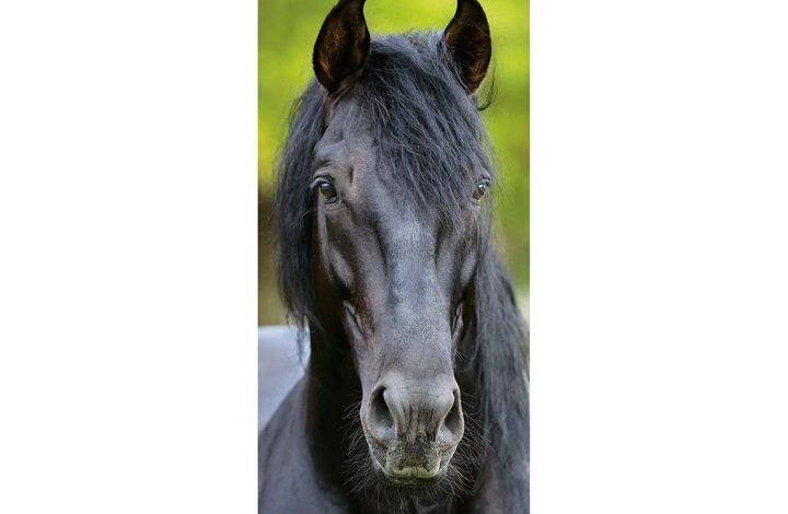 Horses Slim Calendar 2027