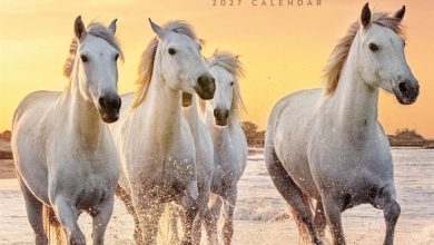 Horses Calendar 2027