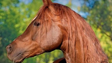 Horses Mini Calendar 2027