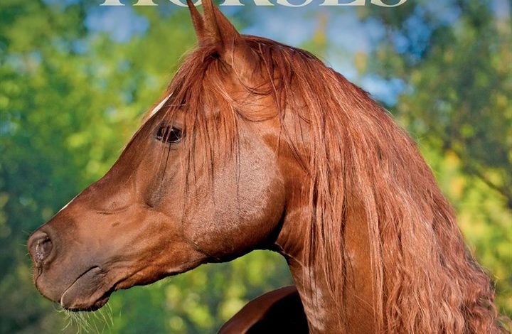 Horses Mini Calendar 2027