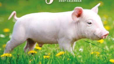 Piglets Mini Calendar 2027