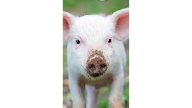 Pigs Slim Calendar 2027