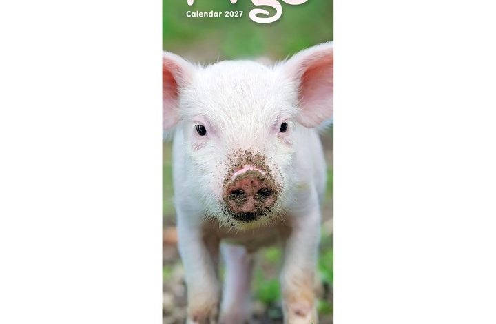 Pigs Slim Calendar 2027