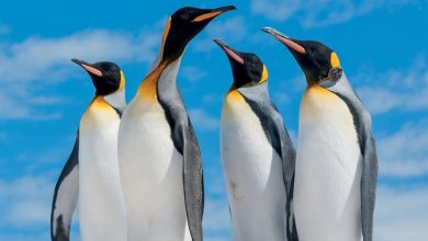 Penguins Calendar 2027