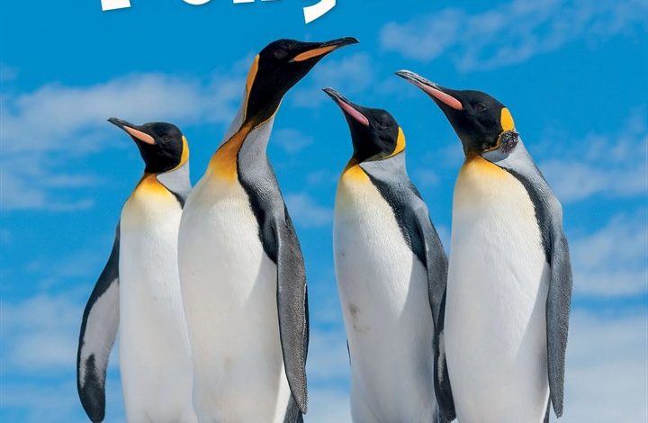 Penguins Calendar 2027