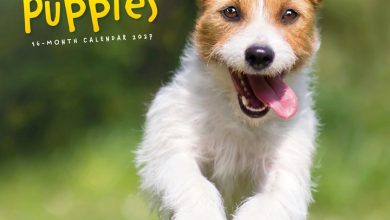 Playful Puppies Calendar 2027