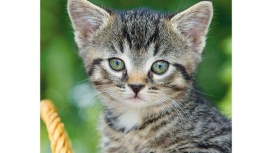 Kittens A5 Diary 2027
