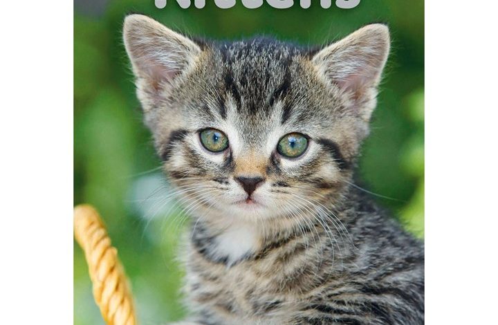 Kittens A5 Diary 2027