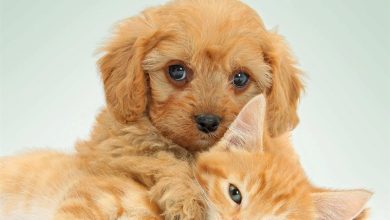 Kittens & Puppies Mini Calendar 2027