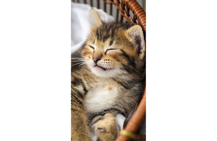RSPCA
