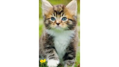 Kittens Slim Calendar 2027