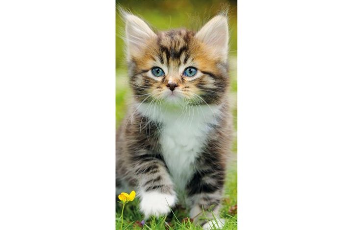 Kittens Slim Calendar 2027
