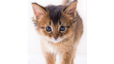Kittens Slim Diary 2027