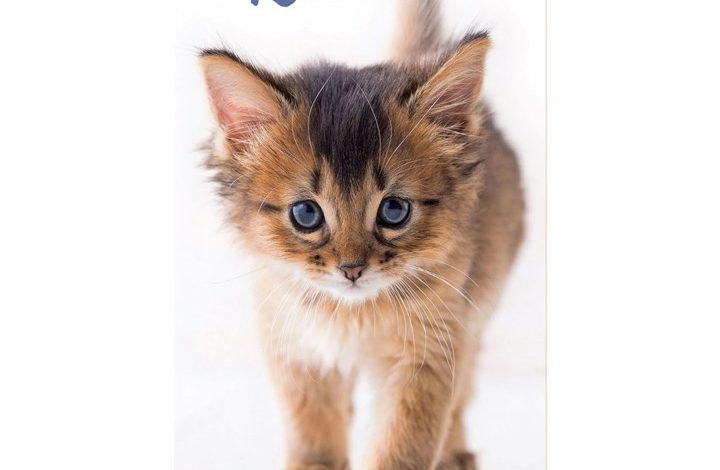 Kittens Slim Diary 2027