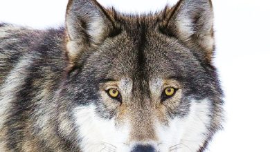 Wolves Mini Calendar 2027