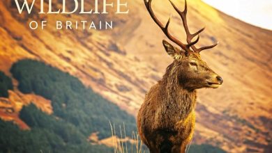 Wildlife Of Britain A4 Calendar 2027