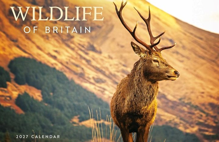 Wildlife Of Britain A4 Calendar 2027