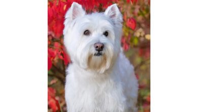 West Highland White Terrier Slim Diary 2027