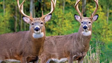 White-Tailed Deer Calendar 2027