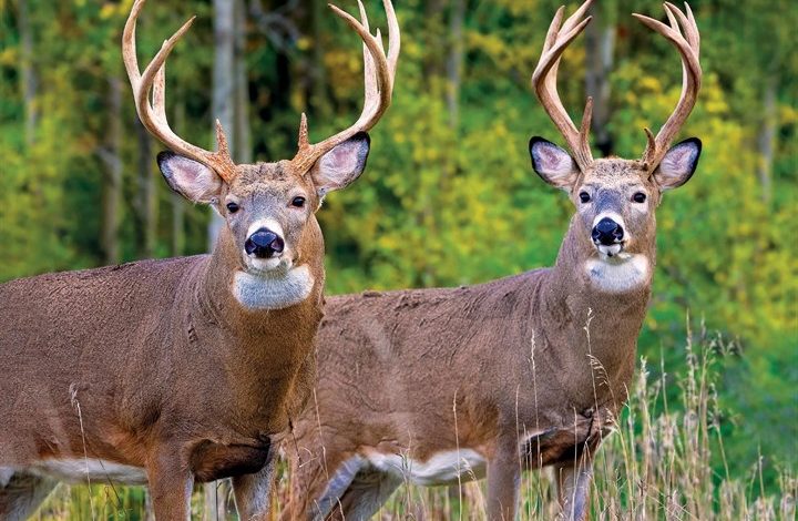 White-Tailed Deer Calendar 2027