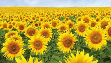 Sunflowers Calendar 2027