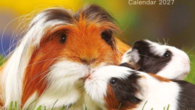 Guinea Pigs Mini Calendar 2027