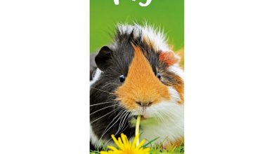 Guinea Pigs Slim Calendar 2027