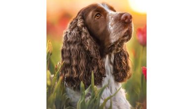 English Springer Spaniel Slim Diary 2027