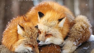 Foxes Calendar 2027