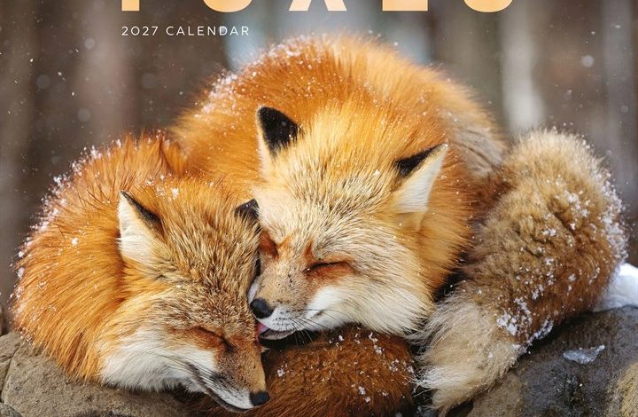 Foxes Calendar 2027