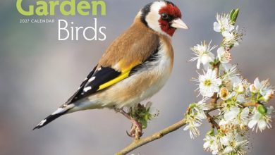 Garden Birds A4 Calendar 2027