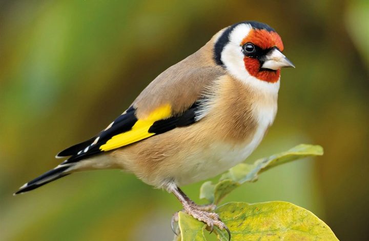 RSPB