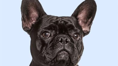 French Bulldogs Mini Calendar 2027