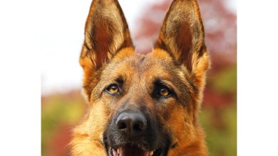 German Shepherds A5 Diary 2027