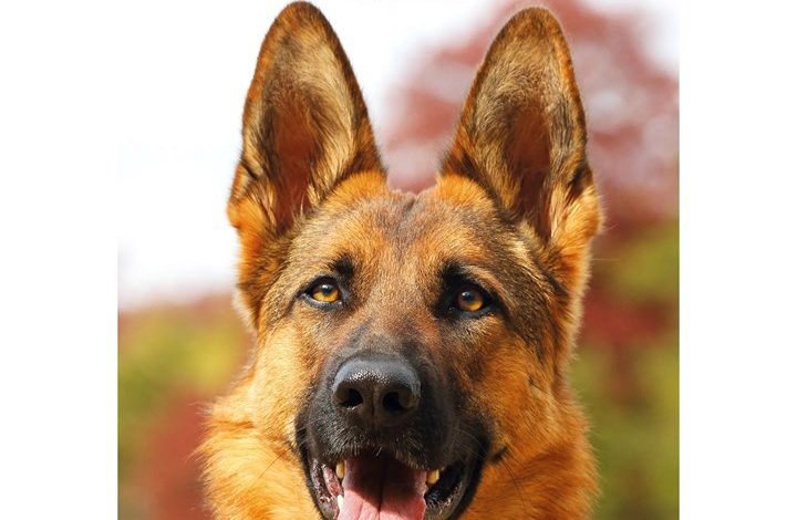 German Shepherds A5 Diary 2027