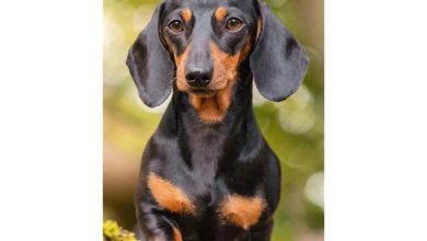 Dachshund Slim Diary 2027