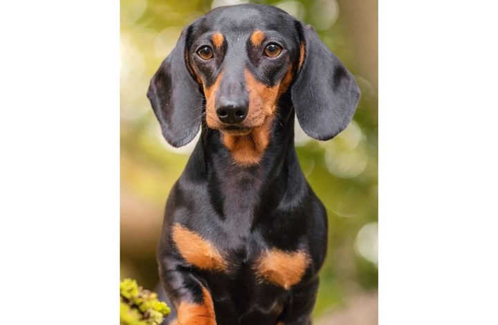 Dachshund Slim Diary 2027