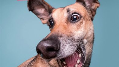 Comedy Pet Photography Awards Calendar 2027