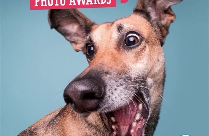 Comedy Pet Photography Awards Calendar 2027