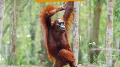 Comedy Wildlife Photography Awards Calendar 2027