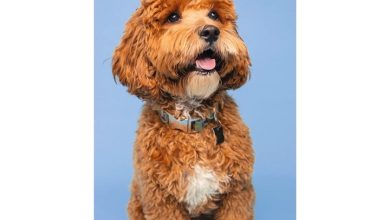 Cockapoo Slim Diary 2027