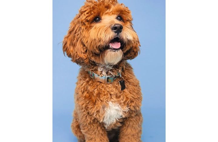 Cockapoo Slim Diary 2027