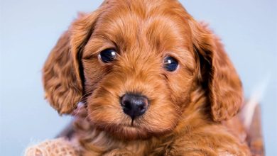 Cockapoo Puppies Mini Calendar 2027