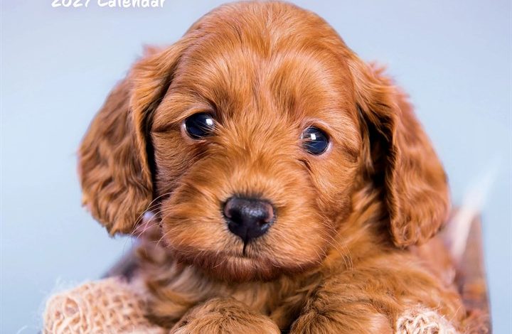 Cockapoo Puppies Mini Calendar 2027