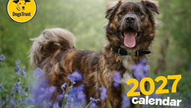 Dogs Trust A4 Calendar 2027